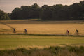 Londoners cycling in Richmond Park